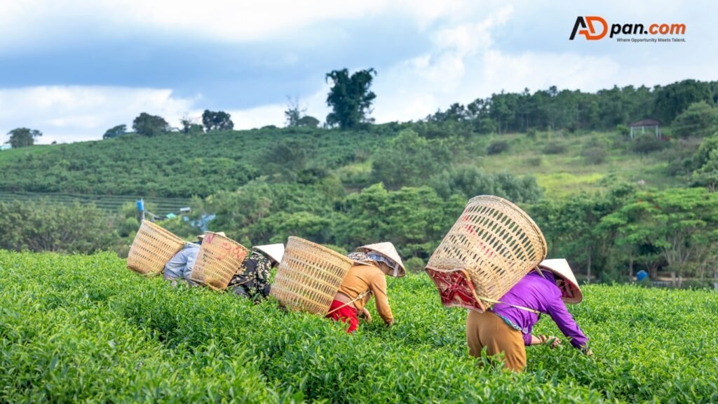 General Farm Worker Jobs in Italy