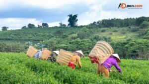 General Farm Worker Jobs in Italy