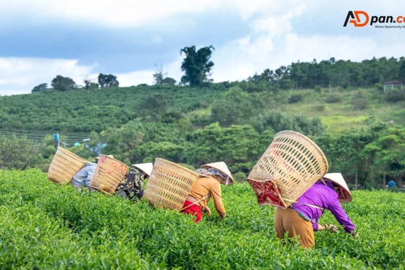 General Farm Worker Jobs in Italy, Male & Female